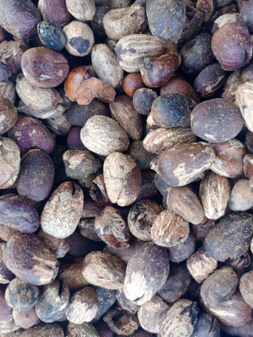 Shea nut