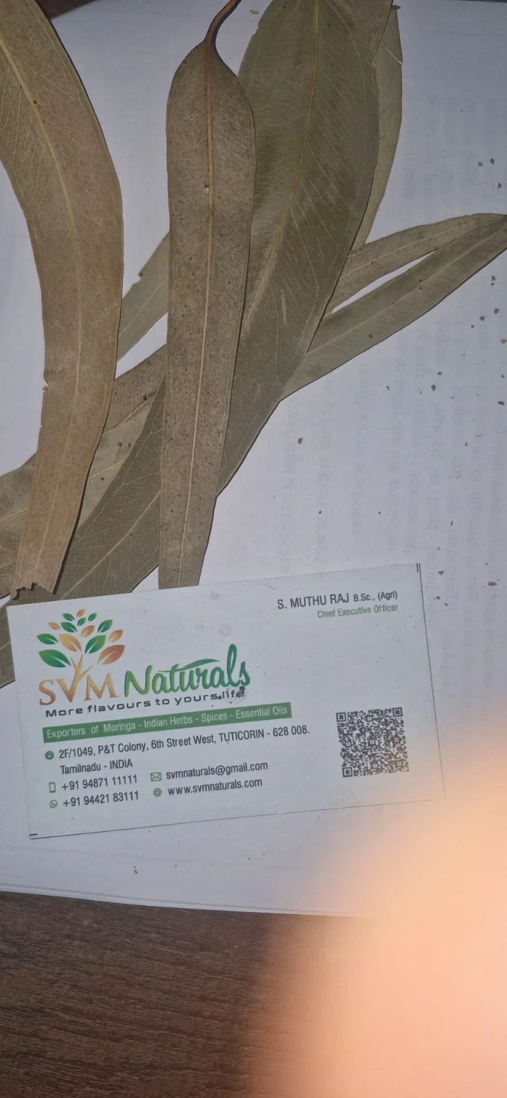 Eucalyptus Leaves