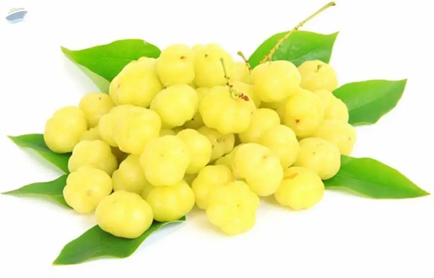 Star Gooseberry 