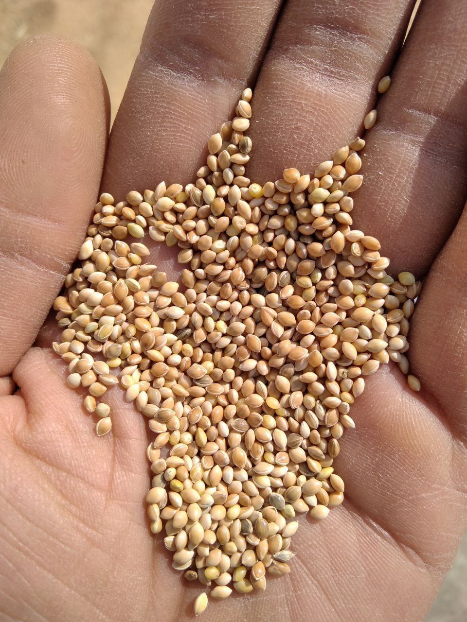 Millets